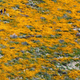 Image for article titled California’s colorful super blooms, in pictures